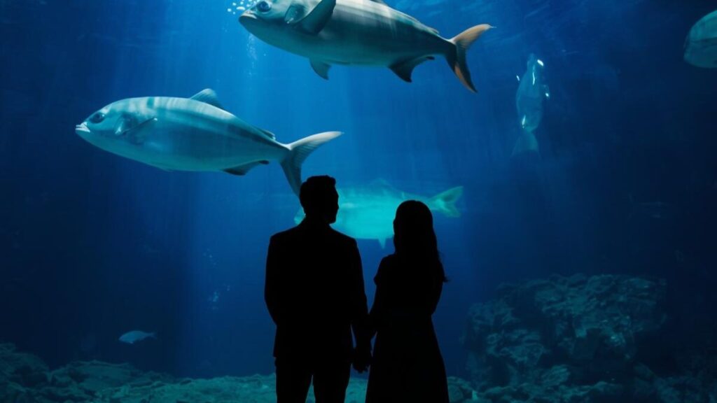美ら海水族館の大水槽前で、魚を眺める男女のシルエット。暗がりが緊張を和らげ、会話がなくても共有できる感動があるデートスポットのイメージ。
